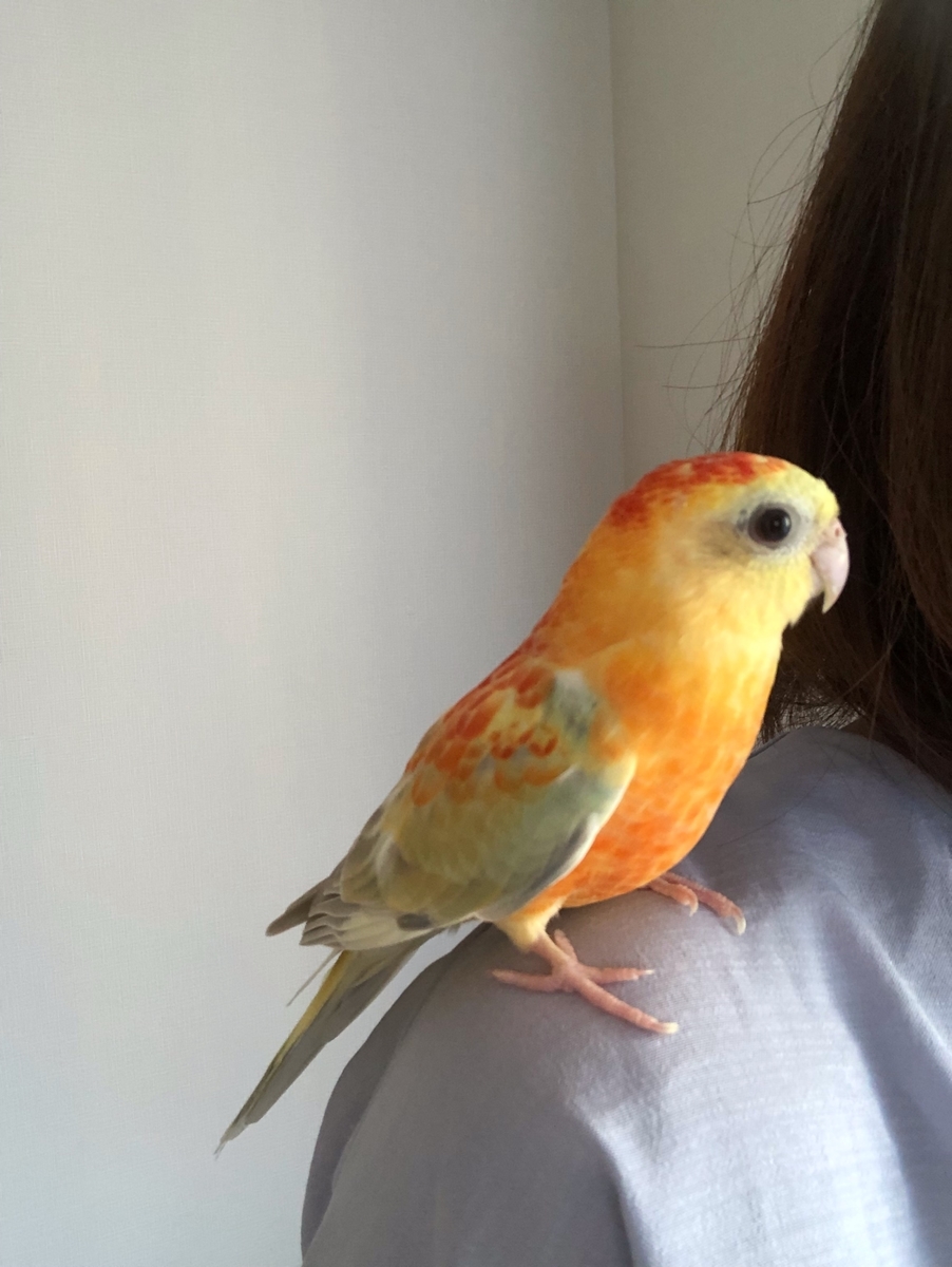 ピンク色のインコと私のブログ
