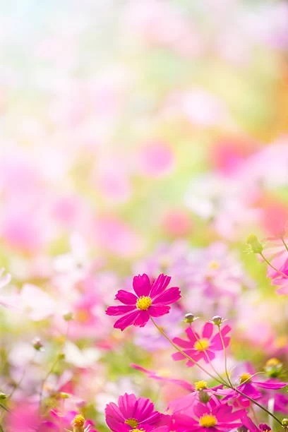 f:id:pino_27s:20200213212055j:image f:id:pino_27s:20200213212055j:image