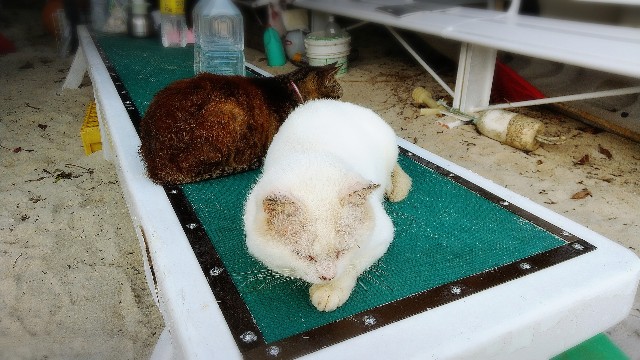 f:id:pino_27s:20201206113611j:image f:id:pino_27s:20201206113611j:image