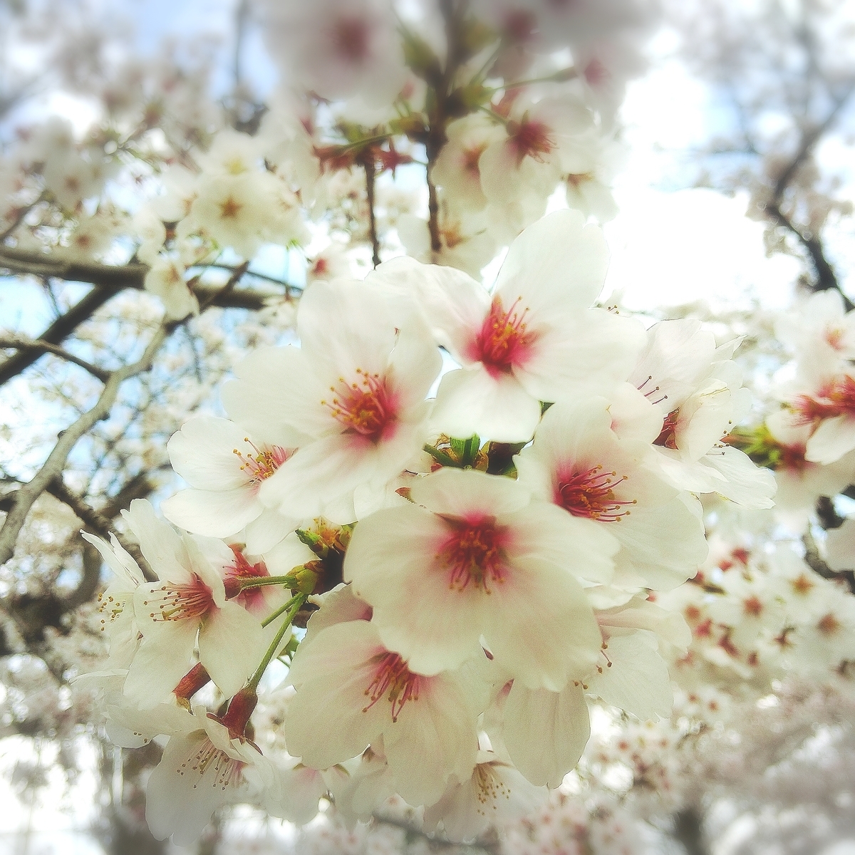 f:id:pino_27s:20220331153849j:plain