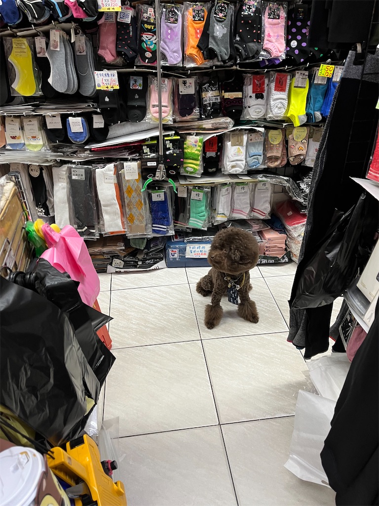 f:id:pinocopon:20230423073749j:image f:id:pinocopon:20230423073749j:image