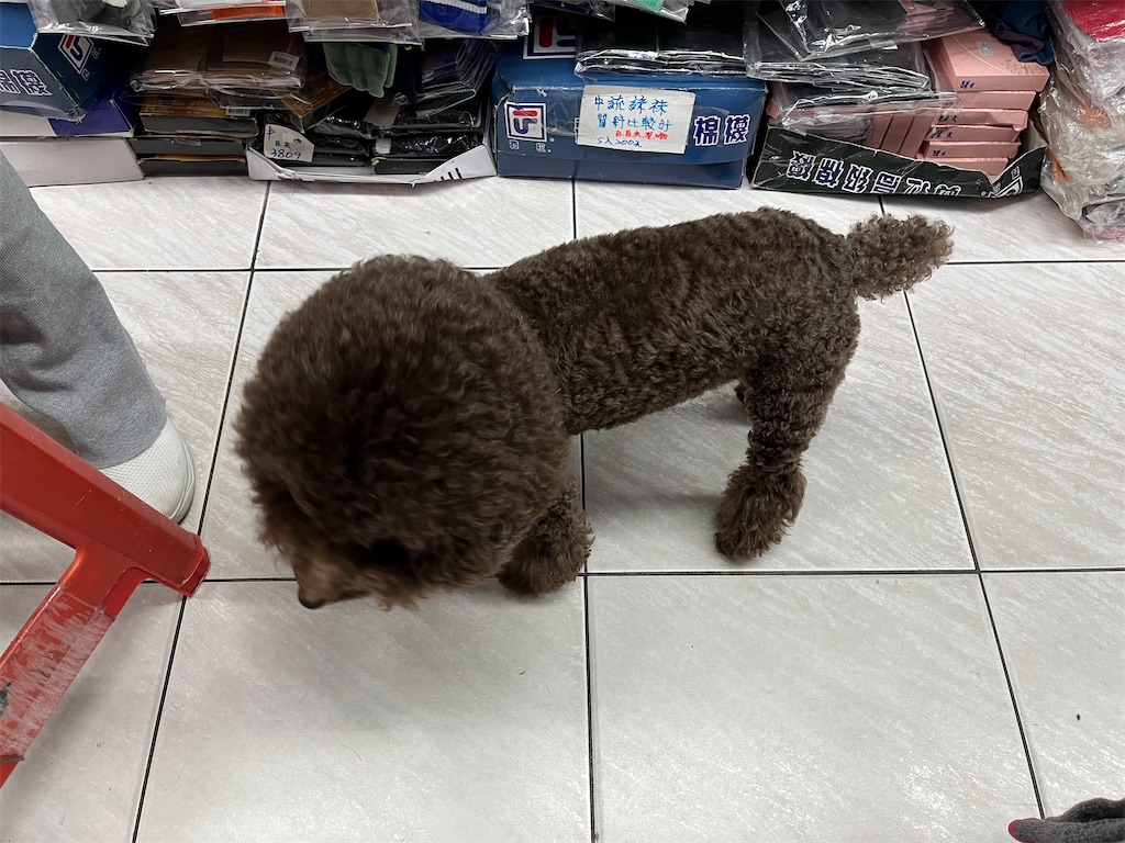 f:id:pinocopon:20230423073807j:image f:id:pinocopon:20230423073807j:image