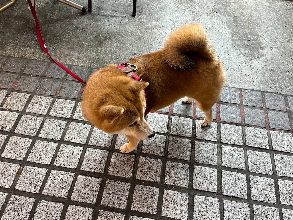 f:id:pinocopon:20230423083339j:image f:id:pinocopon:20230423083339j:image