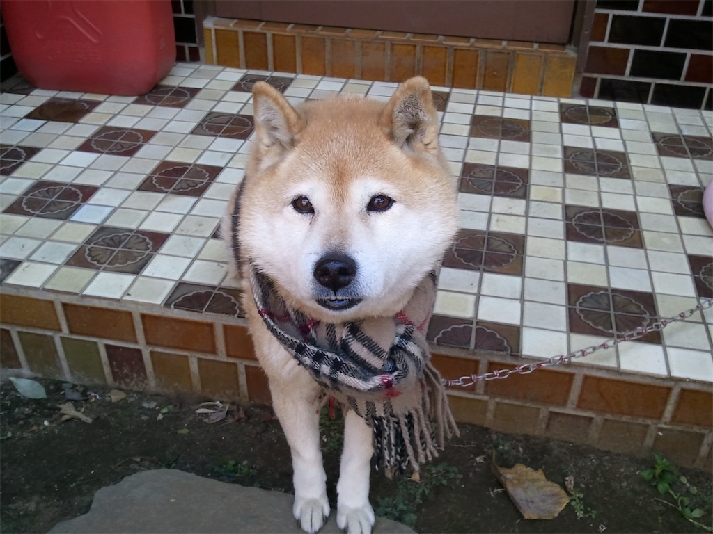 f:id:pinocopon:20230423083803j:image f:id:pinocopon:20230423083803j:image