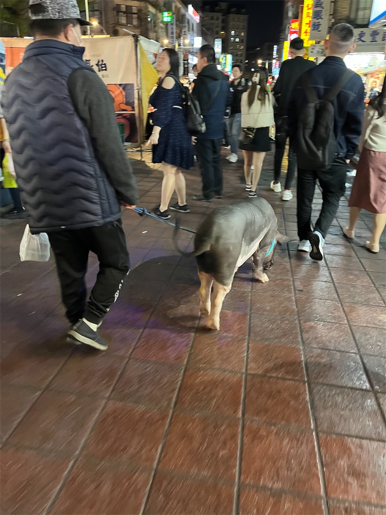 f:id:pinocopon:20240223112636j:image f:id:pinocopon:20240223112636j:image