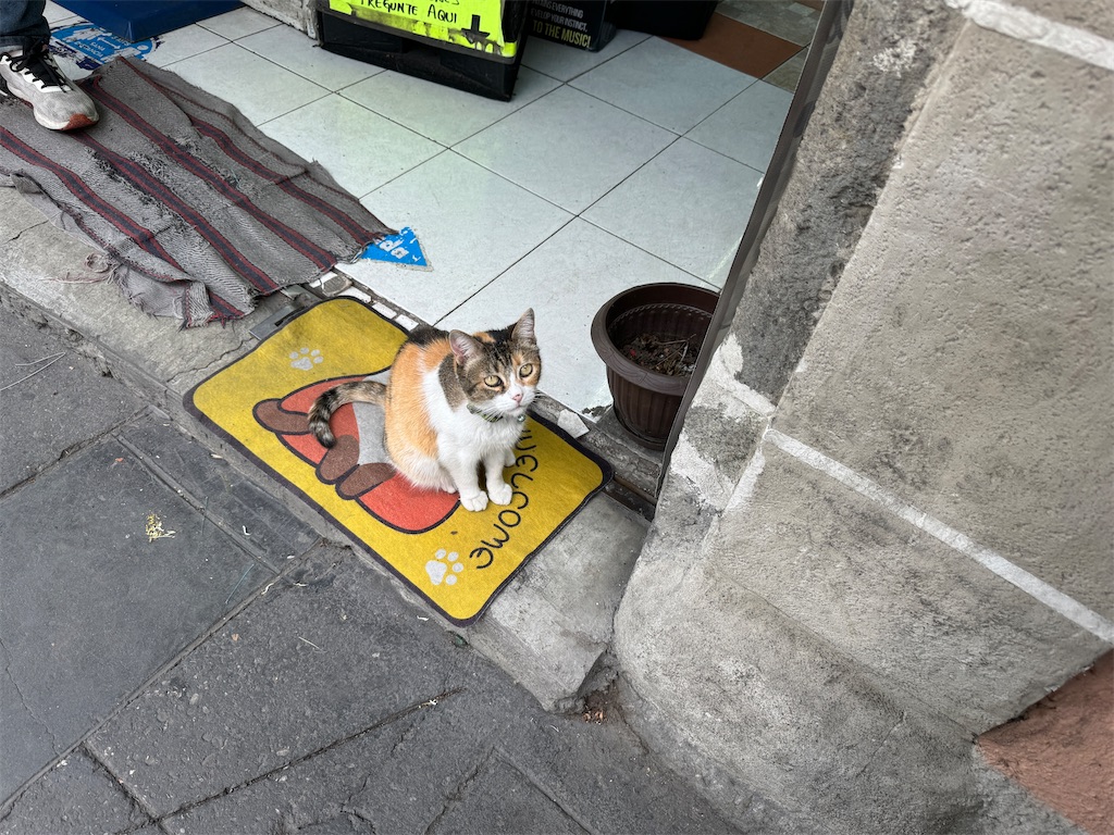 f:id:pinocopon:20240726173309j:image