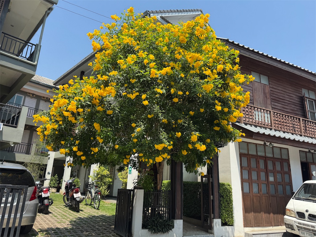 f:id:pinocopon:20260626150613j:image