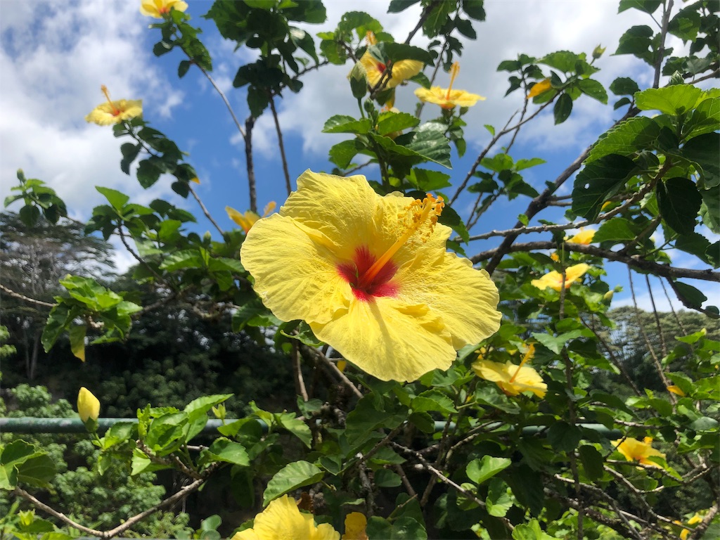 f:id:pinoemon:20190925114830j:image