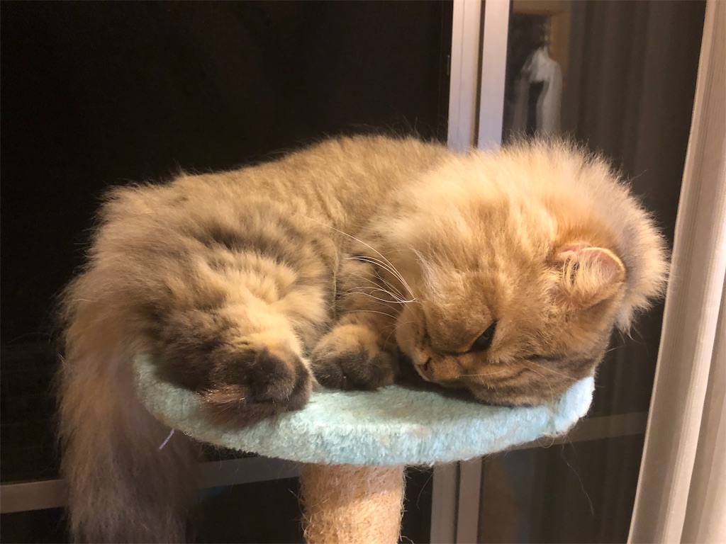 f:id:pinoemon:20191006231047j:image f:id:pinoemon:20191006231047j:image