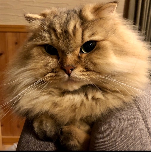 f:id:pinoemon:20191110231551j:image f:id:pinoemon:20191110231551j:image
