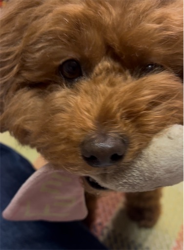 f:id:pinopinotan:20260326201909j:image