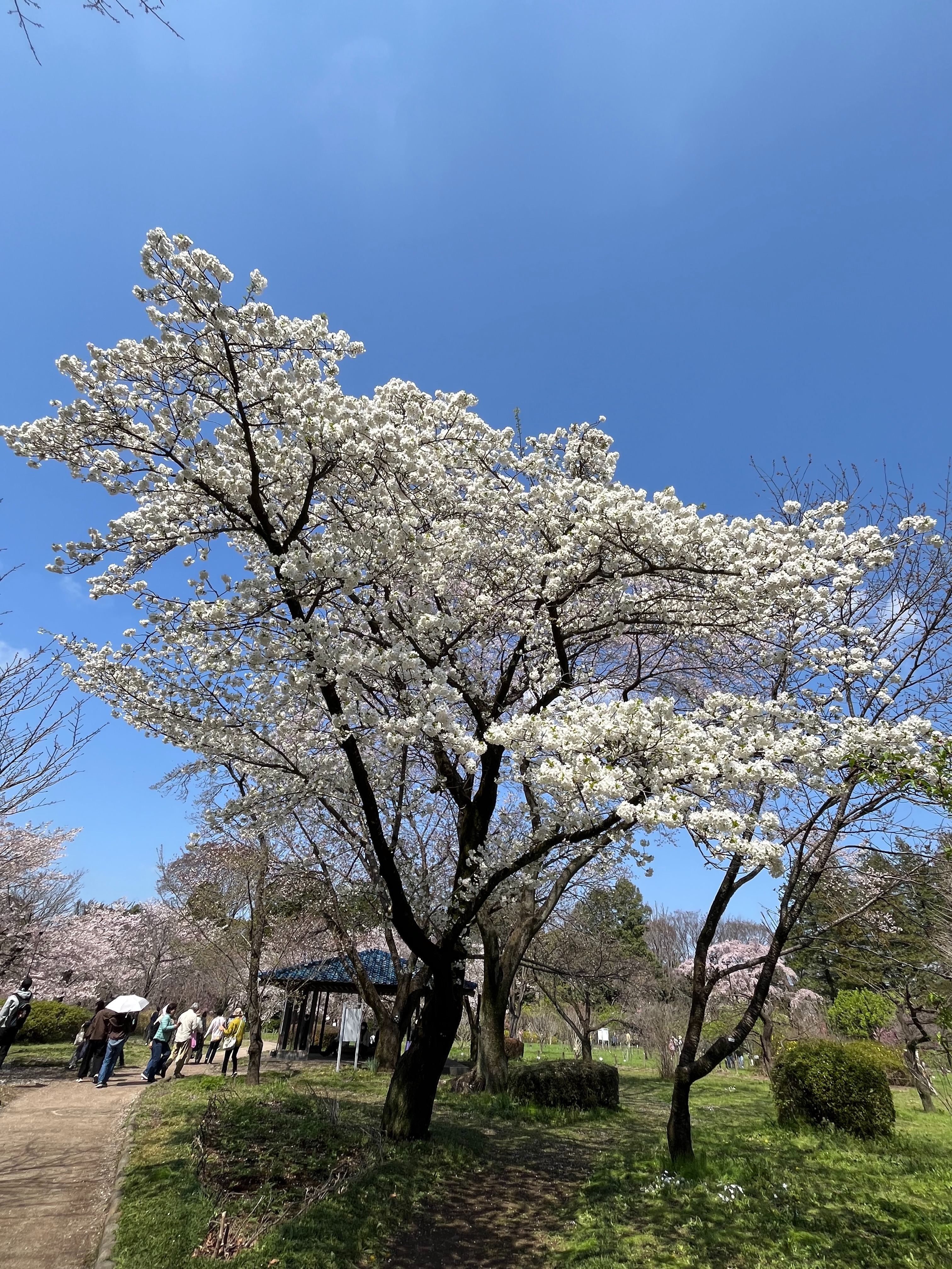 f:id:pinopinotan:20260418221734j:image