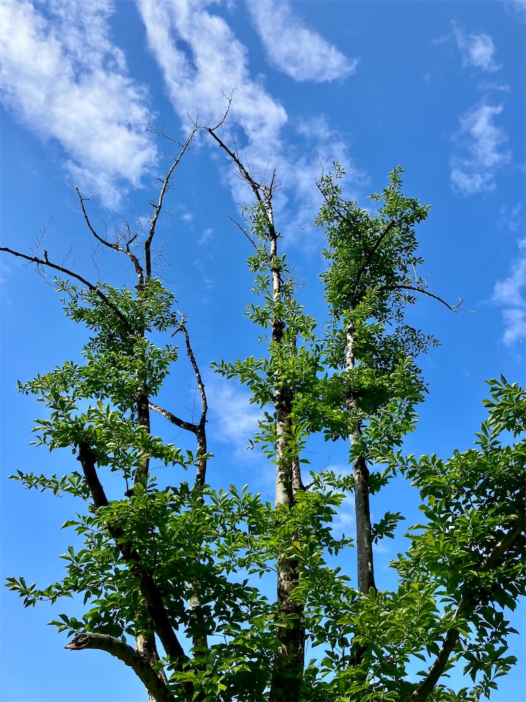 f:id:pinpinpoo:20250508092808j:image