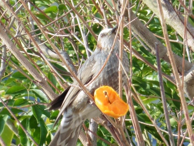 来た来た! この鳥は??? - pmanのひとりごと