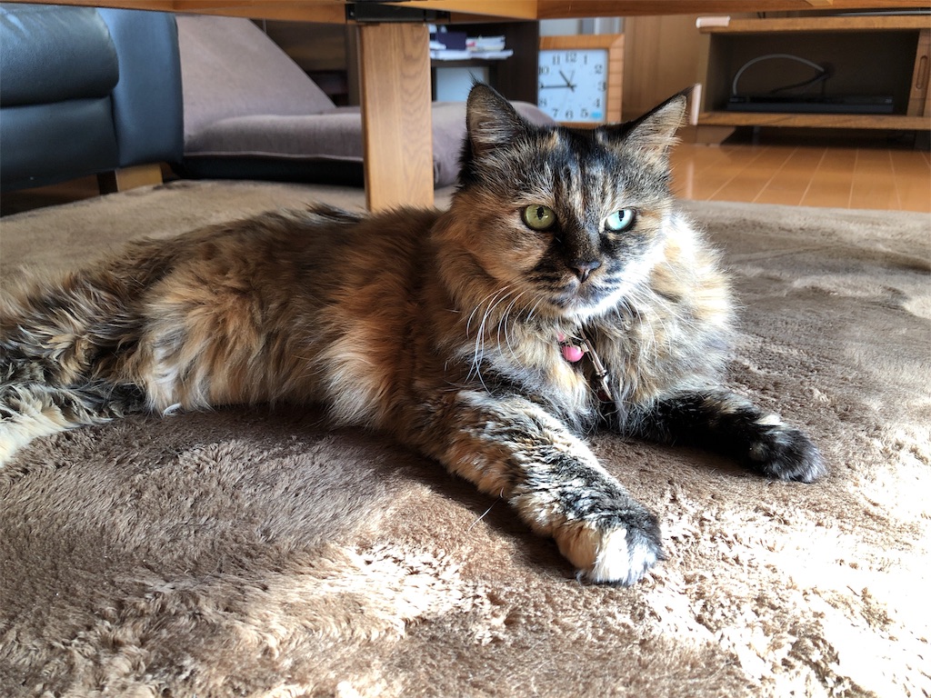 f:id:pinsto:20181201135937j:image f:id:pinsto:20181201135937j:image