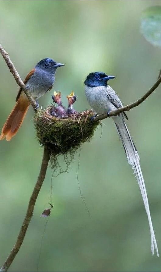 f:id:pione1:20211110230722j:plain