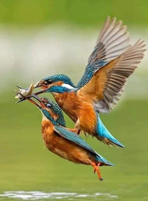 f:id:pione1:20211112164133j:plain