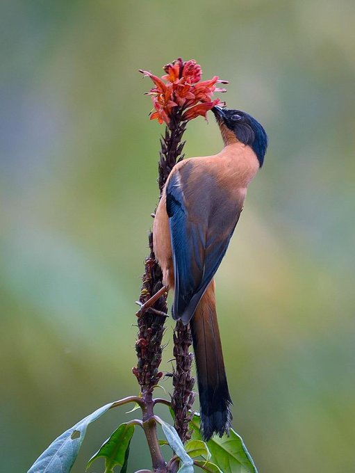 f:id:pione1:20211130095837j:plain