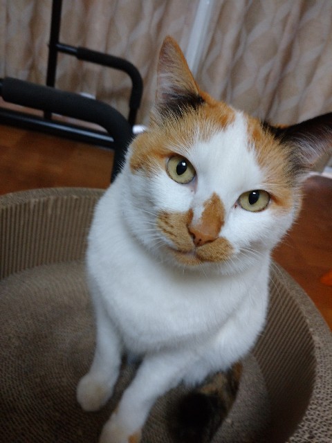 f:id:pionekun:20201031211109j:image