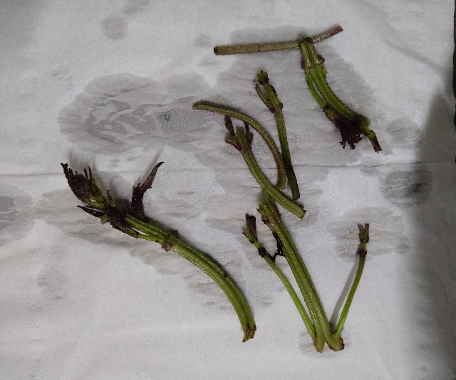 f:id:pipittoyan:20230623134801j:image f:id:pipittoyan:20230623134801j:image