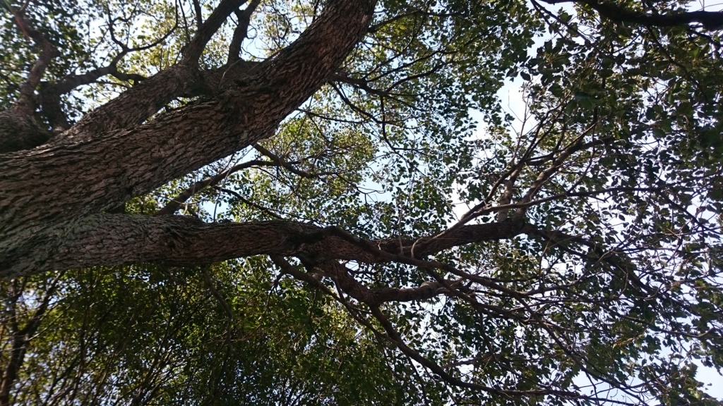 f:id:pippi-wind:20170305092817j:plain