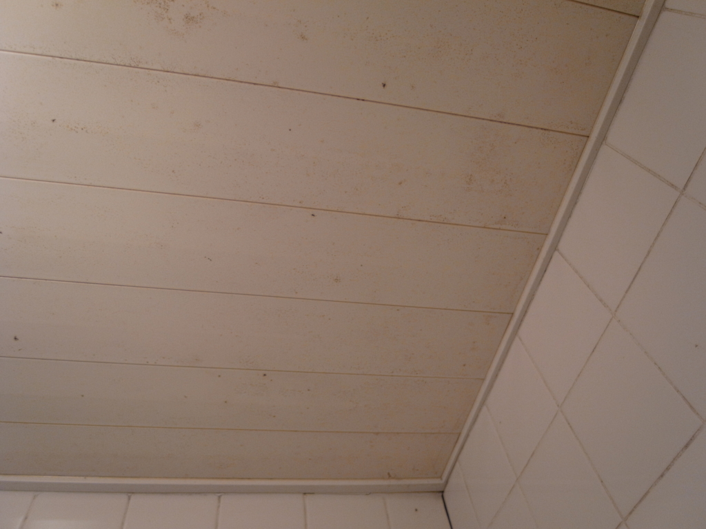 風呂場の天井のカビキラー ピッピ そよ風に乗って