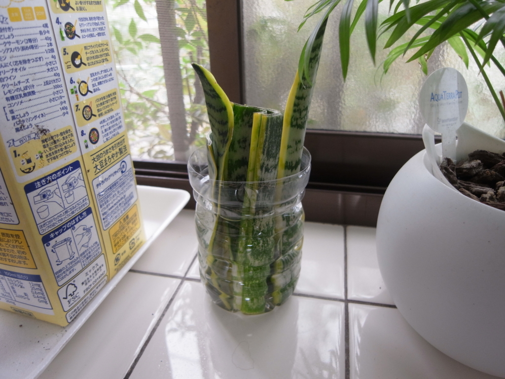 f:id:pippi-wind:20170922084121j:plain f:id:pippi-wind:20170922084121j:plain