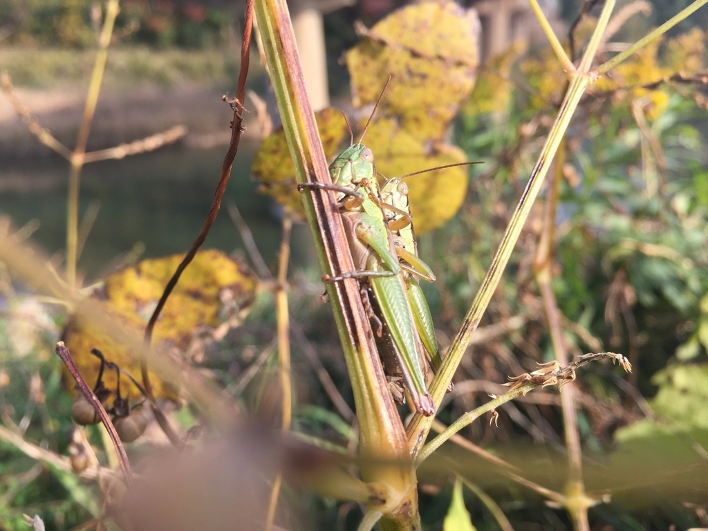 面白すぎてツボ。イナゴ投資家という言葉とその種類。 - ピッピ、そよ風に乗って