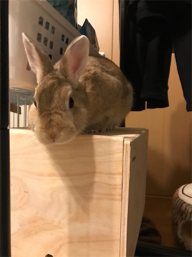 f:id:pippi1231:20190627201841j:image f:id:pippi1231:20190627201841j:image