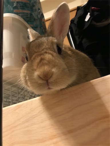 f:id:pippi1231:20190627201858j:image f:id:pippi1231:20190627201858j:image