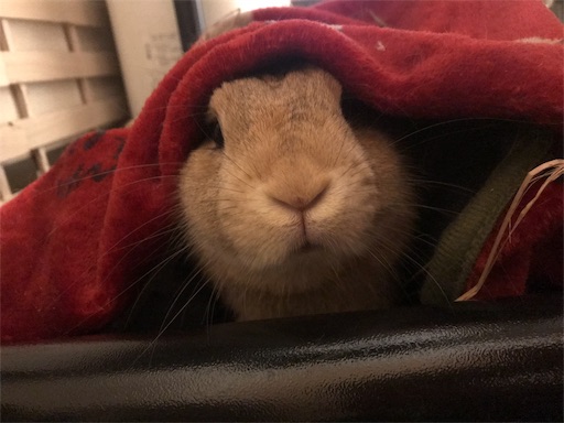 f:id:pippi1231:20190628171135j:image f:id:pippi1231:20190628171135j:image