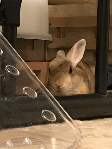 f:id:pippi1231:20190629205932j:image f:id:pippi1231:20190629205932j:image