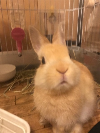 f:id:pippi1231:20190630215912j:image f:id:pippi1231:20190630215912j:image