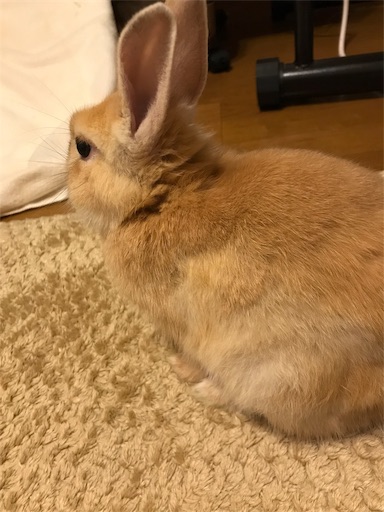 f:id:pippi1231:20190630221458j:image f:id:pippi1231:20190630221458j:image