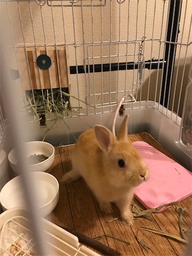 f:id:pippi1231:20190709182901j:image f:id:pippi1231:20190709182901j:image