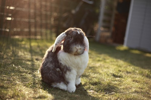 f:id:pippikana:20190303171436j:plain