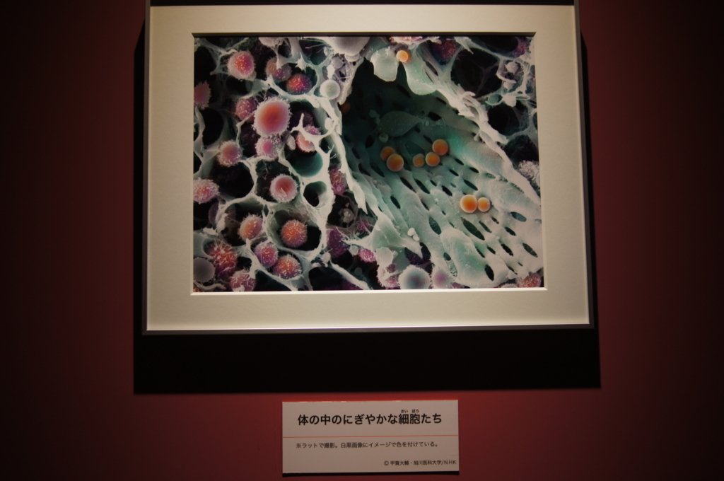 f:id:pippils:20180617210919j:plain