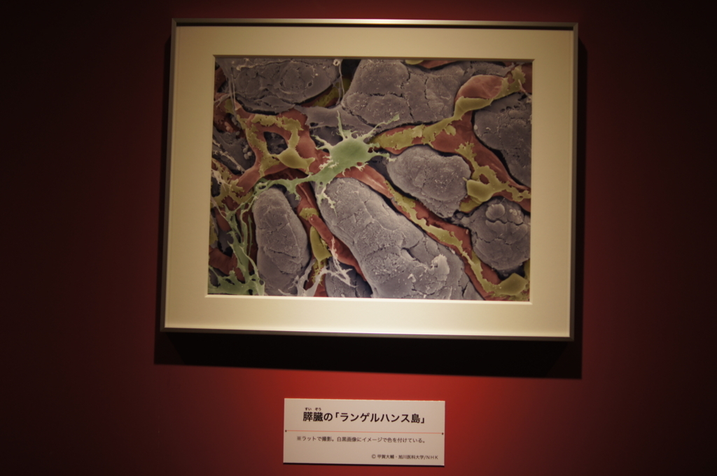 f:id:pippils:20180617210957j:plain