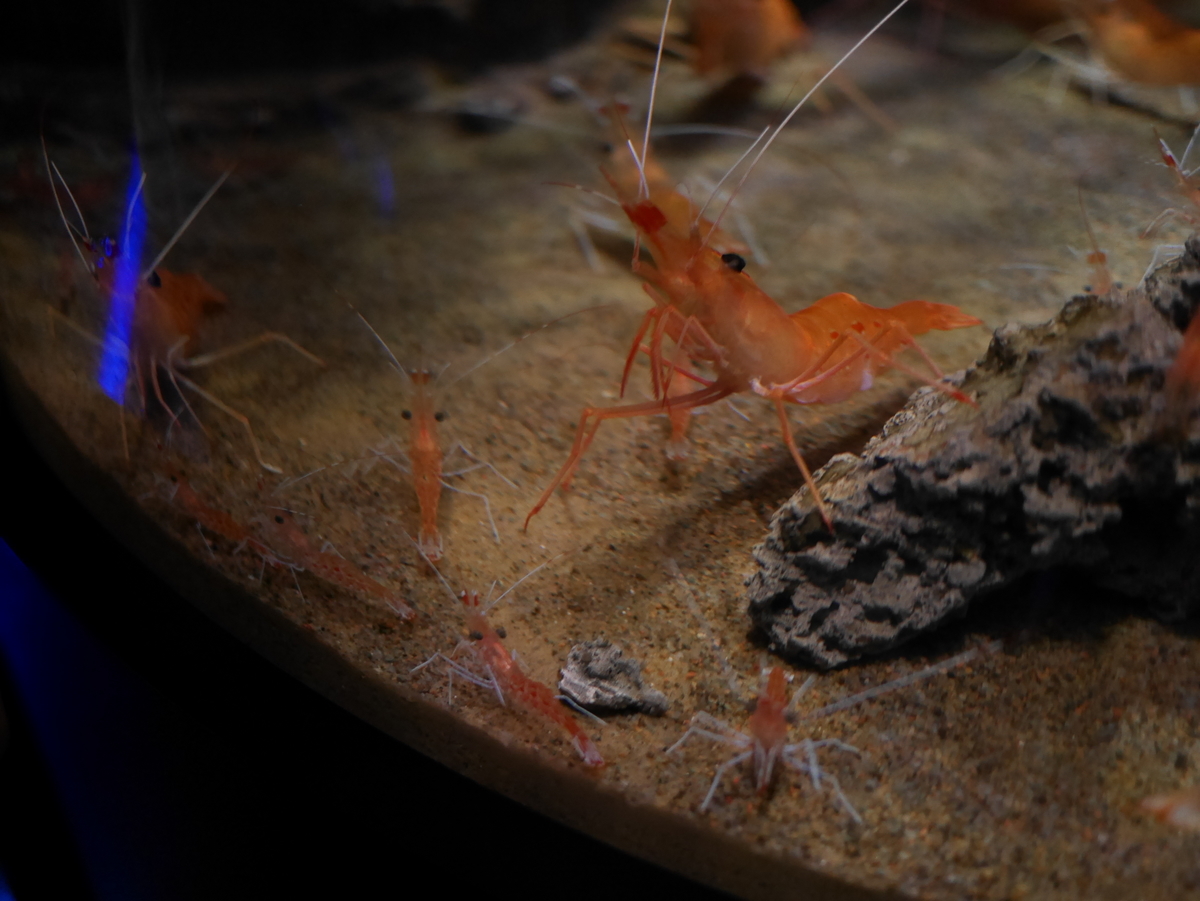 f:id:pippils:20190813231830j:plain