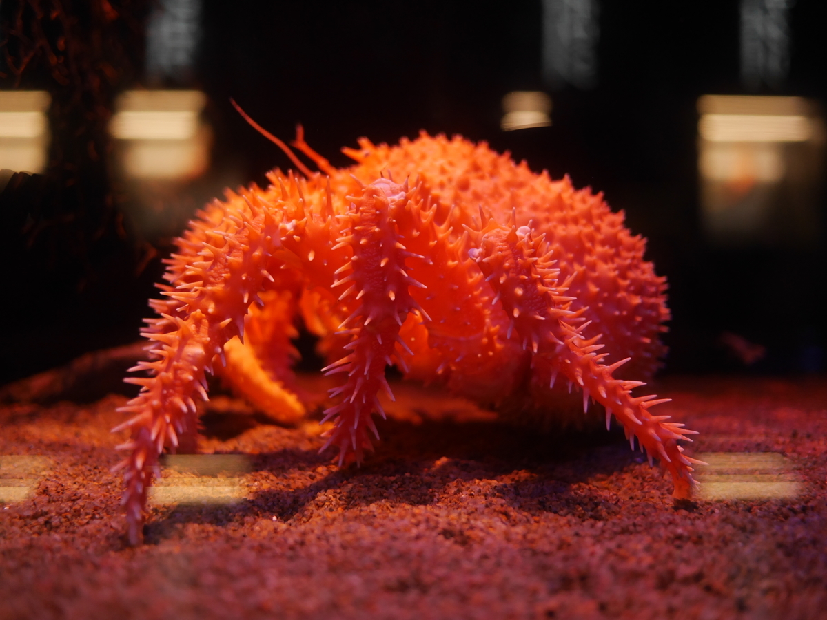 f:id:pippils:20190813231903j:plain