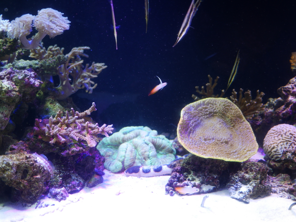 f:id:pippils:20190813232009j:plain