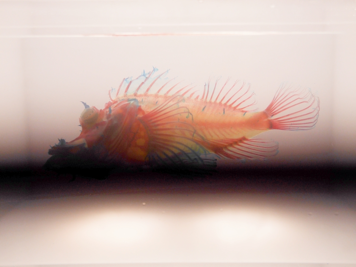 f:id:pippils:20190813232728j:plain