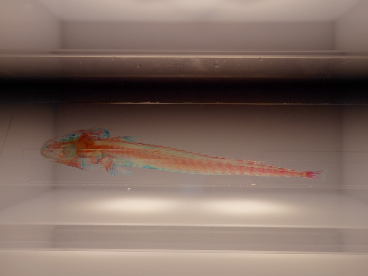 f:id:pippils:20190813232755j:plain