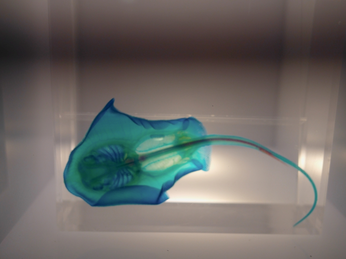 f:id:pippils:20190813232817j:plain