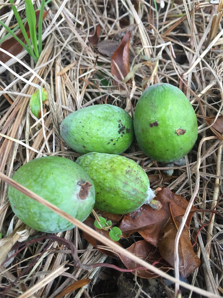 f:id:pippirail:20161121092626j:image f:id:pippirail:20161121092626j:image