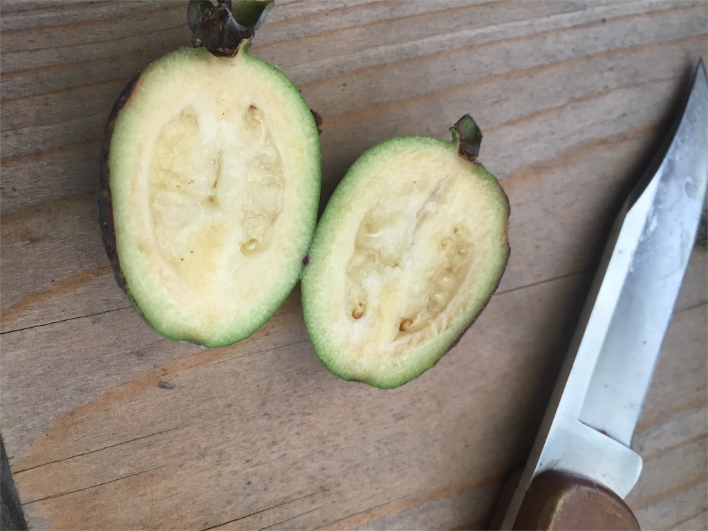 f:id:pippirail:20161121092747j:image f:id:pippirail:20161121092747j:image