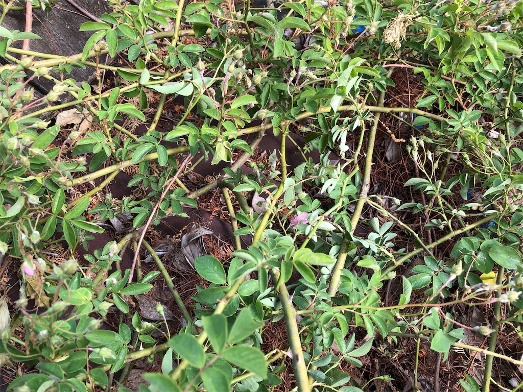 f:id:pippirail:20190518153306j:image