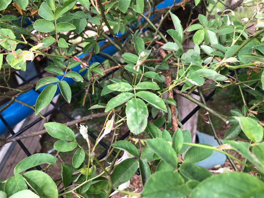 f:id:pippirail:20190518162313j:image