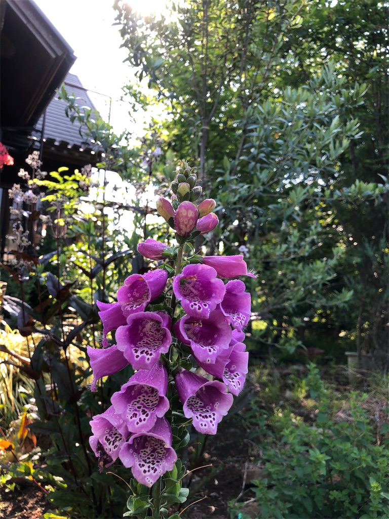 f:id:pippirail:20190524142505j:image