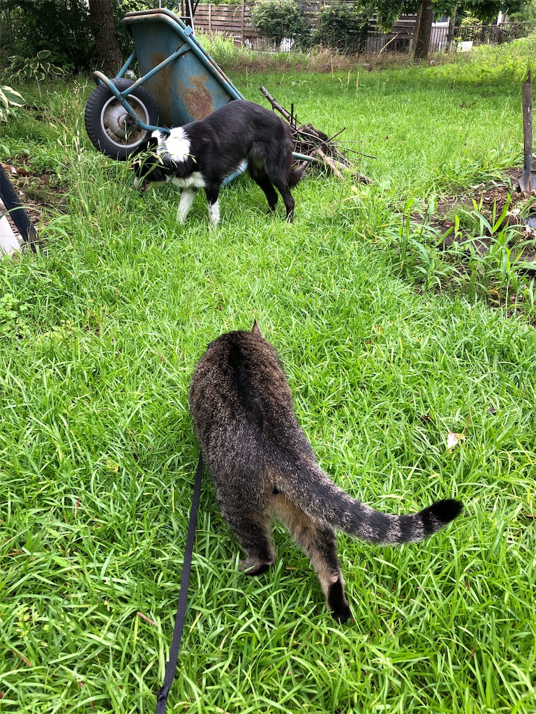 f:id:pippirail:20190628093439j:image